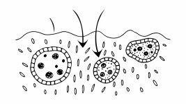 in-our-bodies--churn-occurs-as-old-cells-die-off-a